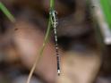 Choristhemis flavoterminata male-3279